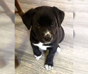 Mutt Dogs for adoption in Holly Springs, NC, USA