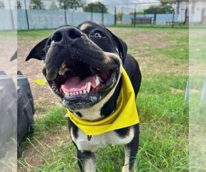 Rottweiler-Unknown Mix Dogs for adoption in San Antonio, TX, USA
