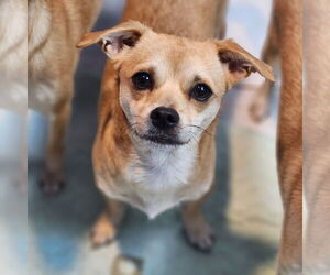 Chiweenie Dogs for adoption in Walnutport, PA, USA