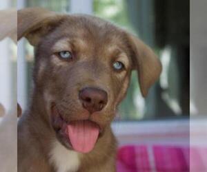 Siberian Husky-Unknown Mix Dogs for adoption in Pleasanton, CA, USA
