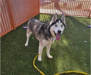Siberian Husky-Unknown Mix Dogs for adoption in Las Vegas, NV, USA