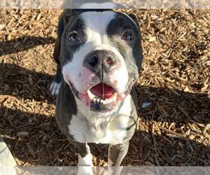 Mutt Dogs for adoption in Orange, CA, USA