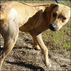 Basschshund Dogs for adoption in Fruitland, SC, USA