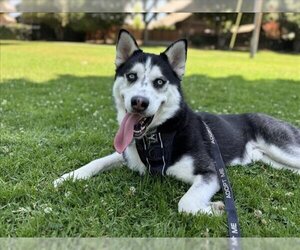 Siberian Husky Dogs for adoption in Pasadena, CA, USA