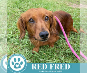 Dachshund Dogs for adoption in Kimberton, PA, USA