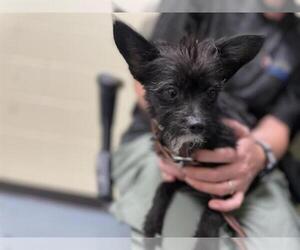 Chihuahua-Unknown Mix Dogs for adoption in Denver, CO, USA