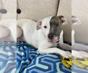 American Pit Bull Terrier-Unknown Mix Dogs for adoption in Catasauqua, PA, USA