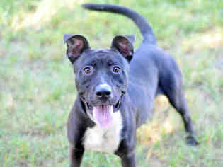 Staffordshire Bull Terrier Dogs for adoption in Tavares, FL, USA