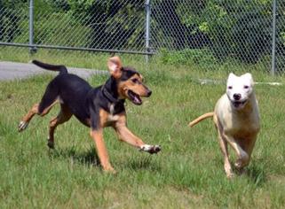 Mutt Dogs for adoption in Huddleston, VA, USA