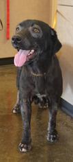 Medium Photo #3 Labrador Retriever-Unknown Mix Puppy For Sale in Rockwall, TX, USA