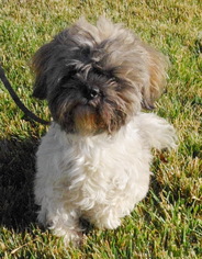 Shih Tzu Dogs for adoption in Tehachapi, CA, USA