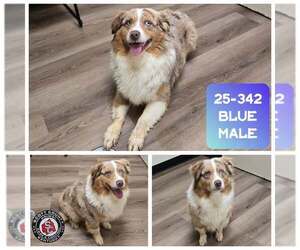 Australian Shepherd Dogs for adoption in Georgetown, KY, USA