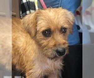 Norfolk Terrier-Poodle (Miniature) Mix Dogs for adoption in Pleasanton, TX, USA