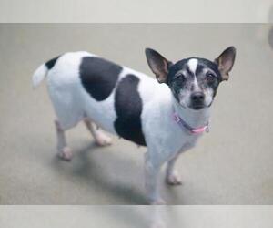 Rat Terrier Dogs for adoption in Rocky Mount, VA, USA