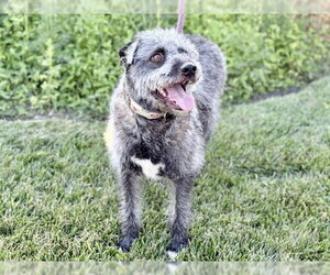 Poodle (Miniature)-Unknown Mix Dogs for adoption in Ames, IA, USA