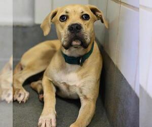 American Staffordshire Terrier-Unknown Mix Dogs for adoption in San Antonio, TX, USA