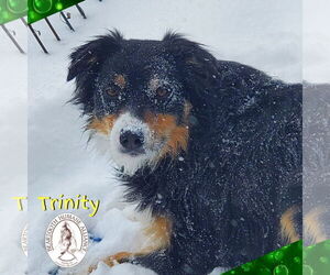 Australian Shepherd Dogs for adoption in Red Lodge, MT, USA