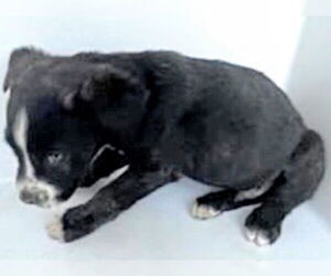 Mutt Dogs for adoption in Houston, TX, USA