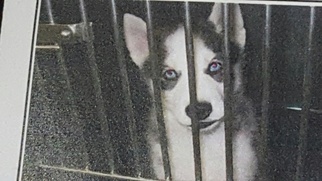 Siberian Husky Dogs for adoption in Vacaville, CA, USA