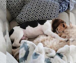 Beagle Dogs for adoption in Helena, AL, USA