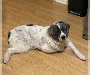 Great Pyrenees-Unknown Mix Dogs for adoption in Forest, VA, USA