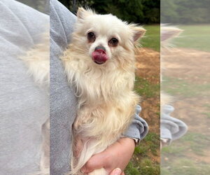 Chihuahua Dogs for adoption in Walnutport, PA, USA