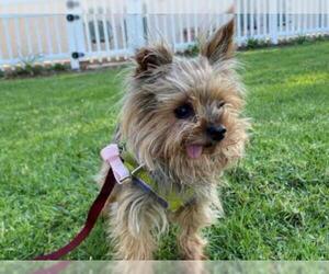 Silky Terrier Dogs for adoption in San Clemente, CA, USA