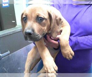 American Pit Bull Terrier-Labrador Retriever Mix Dogs for adoption in Tulsa, OK, USA