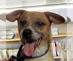 Beagi Dogs for adoption in Fairfax, VA, USA