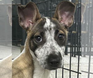 Labrador Retriever-Unknown Mix Dogs for adoption in Canton, CT, USA