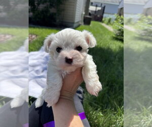 Maltese-Unknown Mix Dogs for adoption in Brewster, NY, USA
