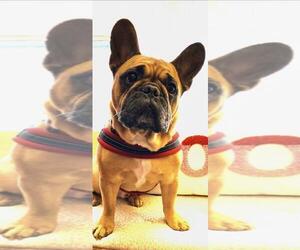 French Bulldog Dogs for adoption in Campbell, CA, USA
