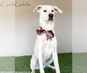 Mutt Dogs for adoption in San Diego, CA, USA