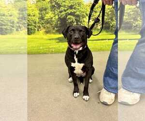 Beagle-Border Collie Mix Dogs for adoption in White Bluff, TN, USA