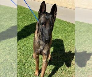 Mutt Dogs for adoption in Camarillo, CA, USA