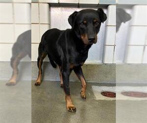 Rottweiler-Unknown Mix Dogs for adoption in San Antonio, TX, USA