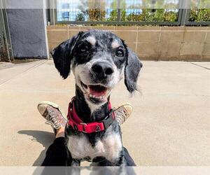 Poodle (Miniature) Dogs for adoption in Denver, CO, USA