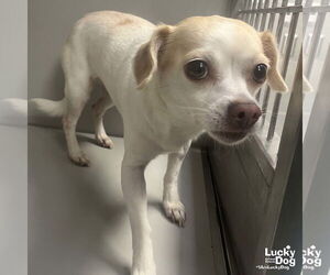 Chihuahua-Unknown Mix Dogs for adoption in Washington, DC, USA
