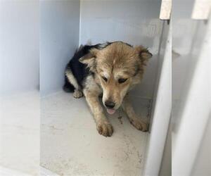 Australian Shepherd-Unknown Mix Dogs for adoption in Houston, TX, USA