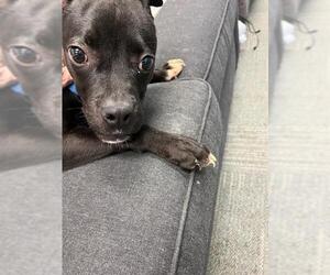 American Pit Bull Terrier-Unknown Mix Dogs for adoption in Peoria, IL, USA