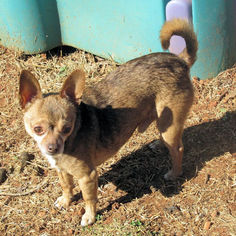 Chihuahua-Unknown Mix Dogs for adoption in Rutherfordton, NC, USA