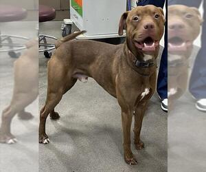 Mutt Dogs for adoption in Forestville, MD, USA