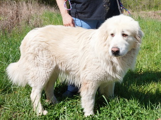 Great Pyrenees Dogs for adoption in Dickson, TN, USA