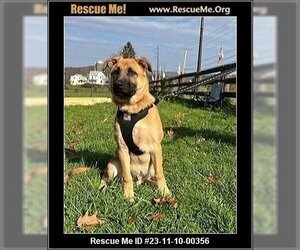 German Shepherd Dog Dogs for adoption in Benton, PA, USA