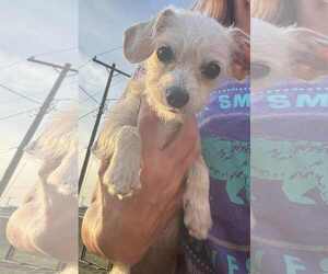 Chihuahua-Unknown Mix Dogs for adoption in Coralville, IA, USA