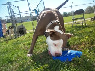American Staffordshire Terrier Dogs for adoption in Portland, IN, USA