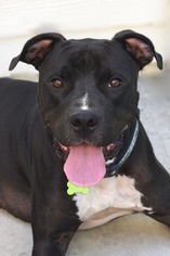 Staffordshire Bull Terrier Dogs for adoption in Los Angeles, CA, USA