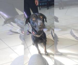 Mutt Dogs for adoption in DuQuoin, IL, USA