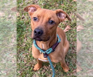 American Staffordshire Terrier Dogs for adoption in Fort Lauderdale, FL, USA