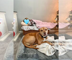 American Pit Bull Terrier-Unknown Mix Dogs for adoption in Oakhurst, NJ, USA